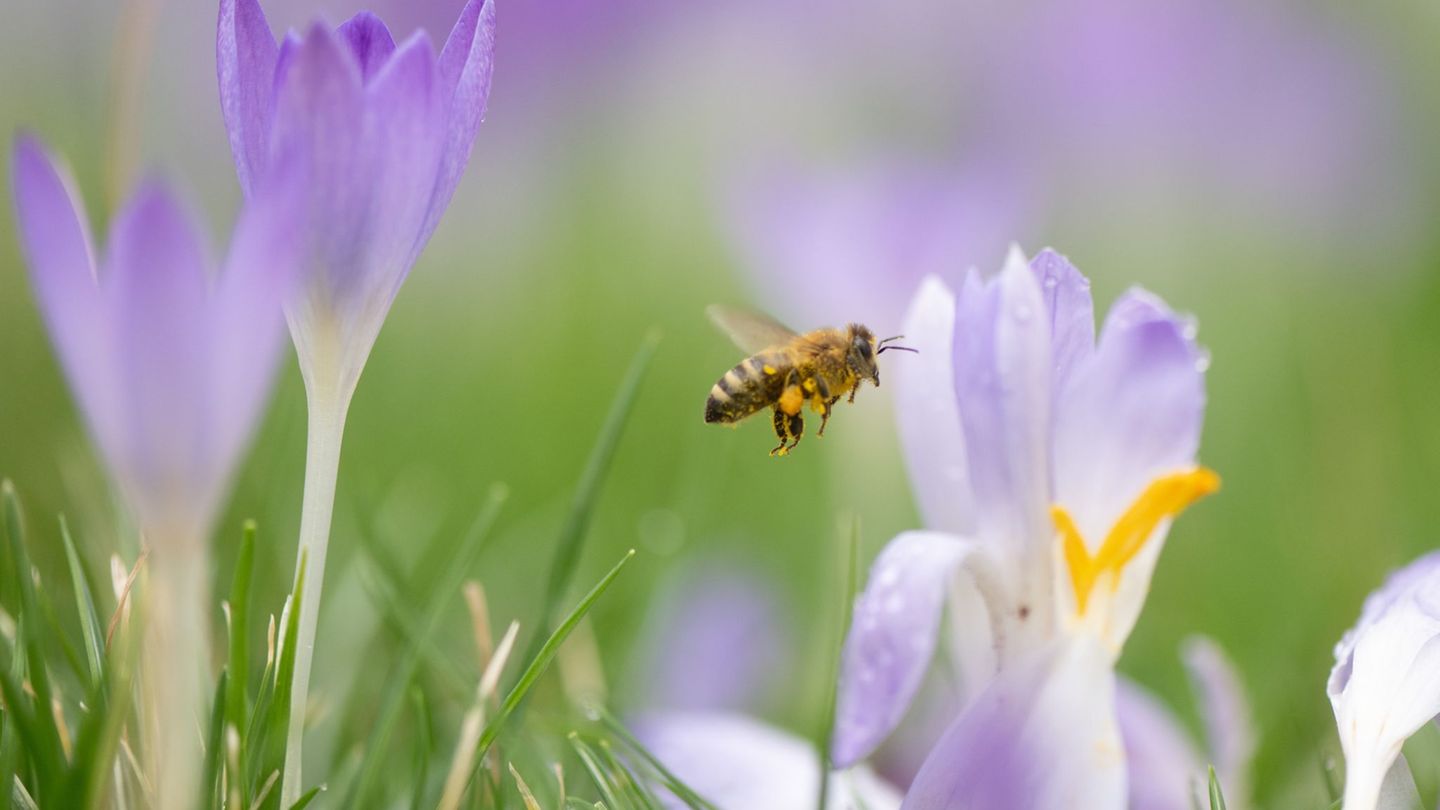 Krokusse, Winterlinge, Schneeglöckchen und Haselnuss bieten Bienen in Sachsen derzeit erste Nahrung. (Archivbild) Foto: Sebastia