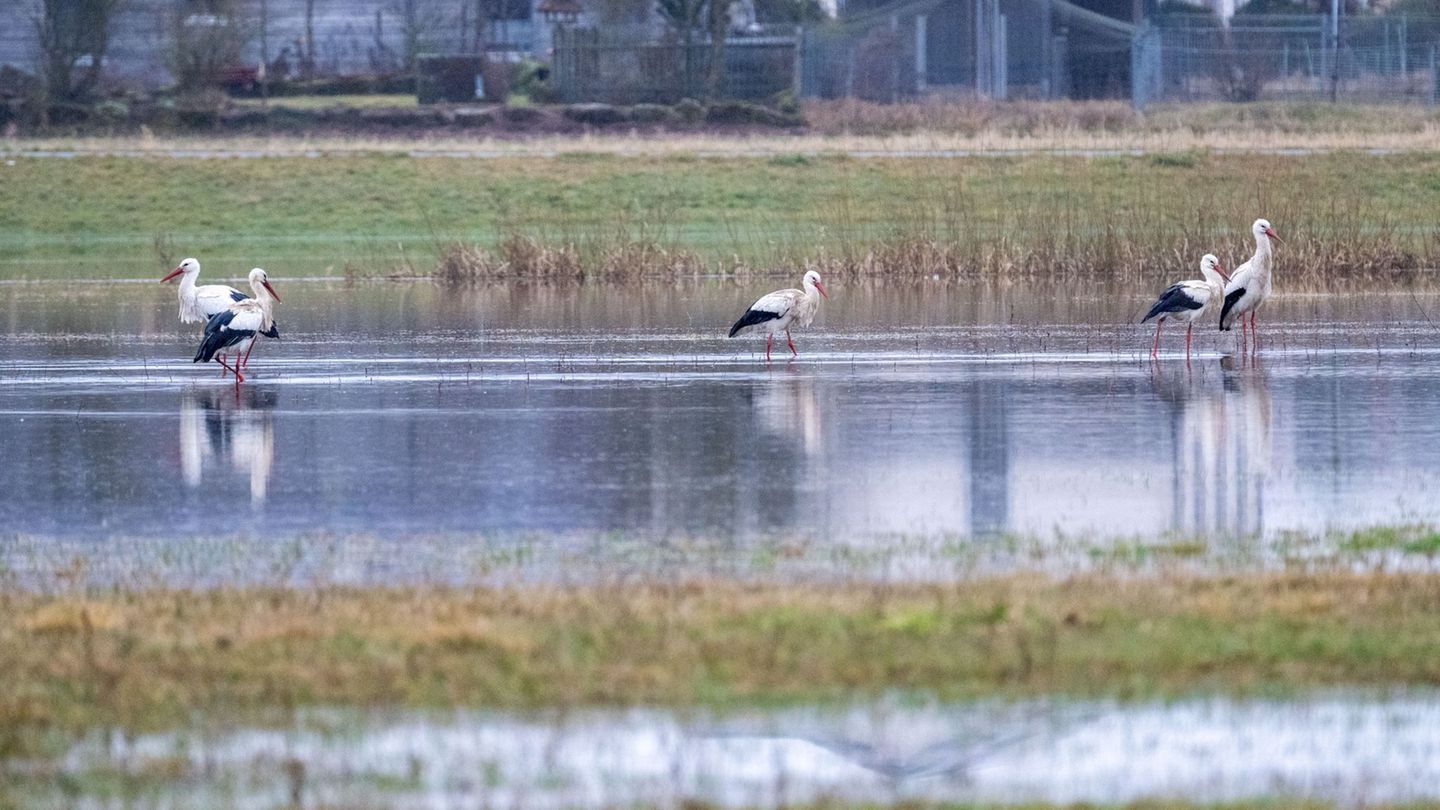 Die Hochwasserlage könnte sich laut Experten in den nächsten Tagen entspannen. (Archivbild) Foto: Pia Bayer/dpa