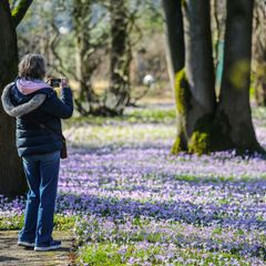 Die ersten Krokusse blühen bereits. Foto: Oliver Berg/dpa