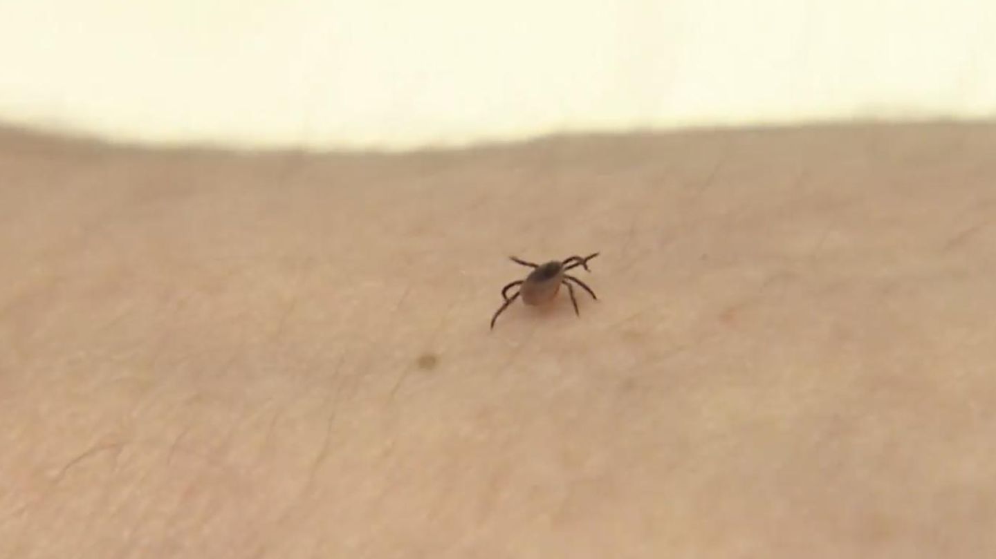 FSME-Infektionen steigen: Trotz kaltem Winter: Forscher warnen vor mehr Zecken diesen Sommer
