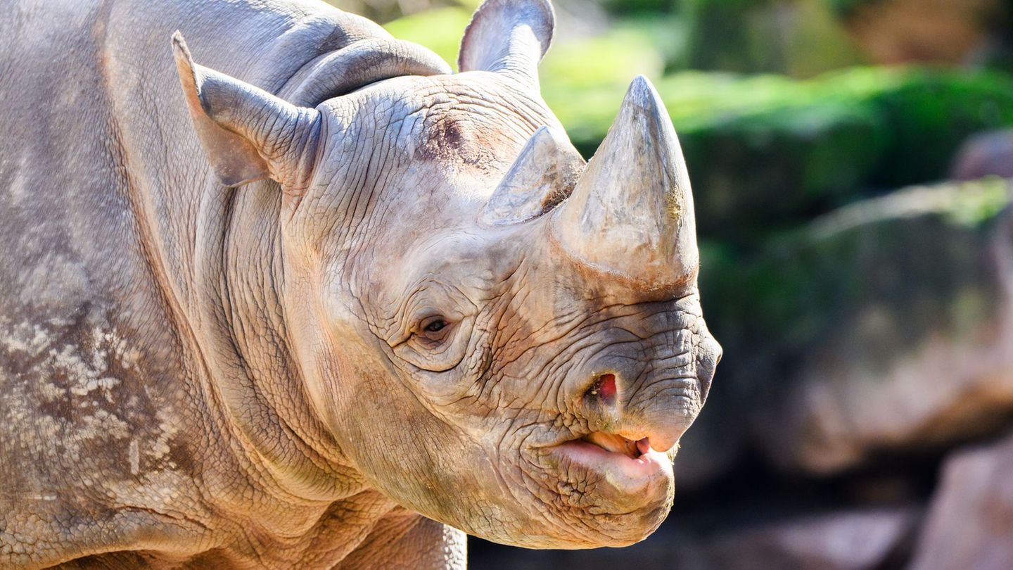 Zootiere: Tausch im Zoo Hannover - Hoffnung auf Spitzmaulnashorn-Baby