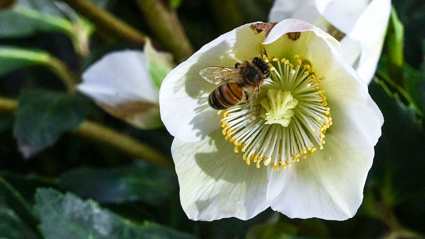 Berlin, Deutschland. Die Hauptstadt erwacht aus dem Winterschlaf. Diese Christrose mit ihrer leuchtenden Blüte ist der Startschuss für den Bienenfrühling. Diese Blumen trotzen nicht nur der Kälte, sondern bieten einer fleißigen Biene auch schon vor dem eigentlichen Frühlingsanfang Nektar. Dabei ist gefühlt schon der Frühling ausgebrochen: In Berlin und Brandenburg wurden bis zu 18 Grad gemessen.