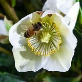 Berlin, Deutschland. Die Hauptstadt erwacht aus dem Winterschlaf. Diese Christrose mit ihrer leuchtenden Blüte ist der Startschuss für den Bienenfrühling. Diese Blumen trotzen nicht nur der Kälte, sondern bieten einer fleißigen Biene auch schon vor dem eigentlichen Frühlingsanfang Nektar. Dabei ist gefühlt schon der Frühling ausgebrochen: In Berlin und Brandenburg wurden bis zu 18 Grad gemessen.