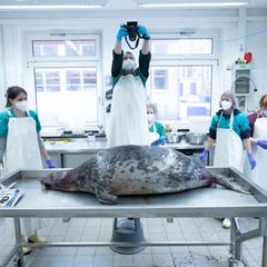 Das Robbensterben vor Rügen im Herbst 2024 hat aufwendige Ermittlungen nach sich gezogen. (Archivbild) Foto: Stefan Sauer/dpa