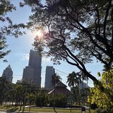 Bäume und Wolkenkratzer, fotografiert im Lumphini-Park in Bangkok