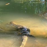 Ein schwimmender Waran im Lumphini-Park in Bangkok