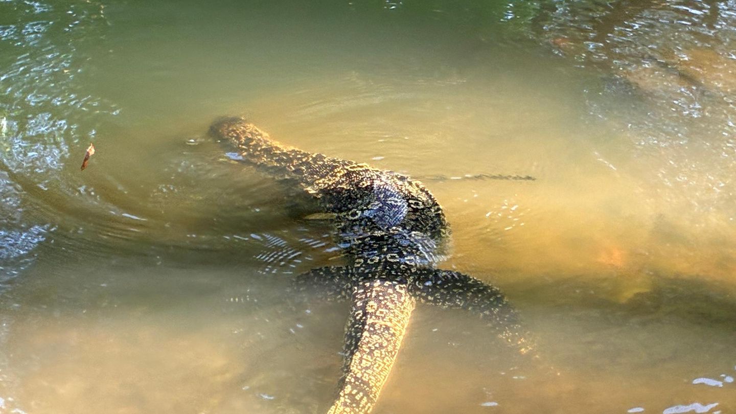 Ein schwimmender Waran im Lumphini-Park in Bangkok