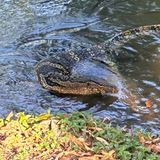 Ein Waran im Lumphini-Park in Bangkok