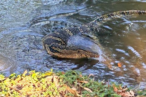 Ein Waran im Lumphini-Park in Bangkok