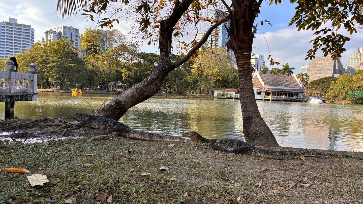 Große Warane im Lumphini-Park in Bangkok