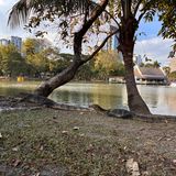 Große Warane im Lumphini-Park in Bangkok