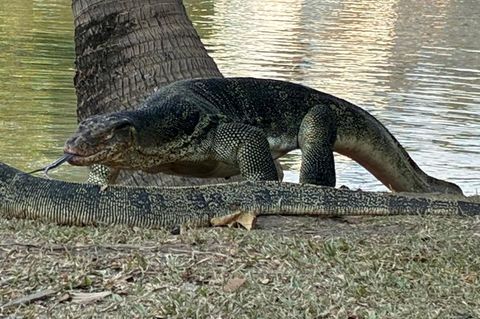 Warane in Bangkok. Die beeindruckenden Riesenechsen fühlen sich im Lumphini-Park wohl.