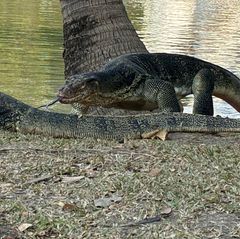 Warane in Bangkok. Die beeindruckenden Riesenechsen fühlen sich im Lumphini-Park wohl.