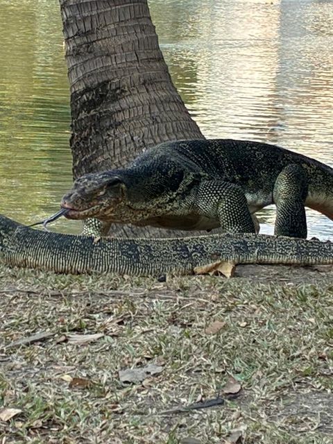 Warane in Bangkok. Die beeindruckenden Riesenechsen fühlen sich im Lumphini-Park wohl.