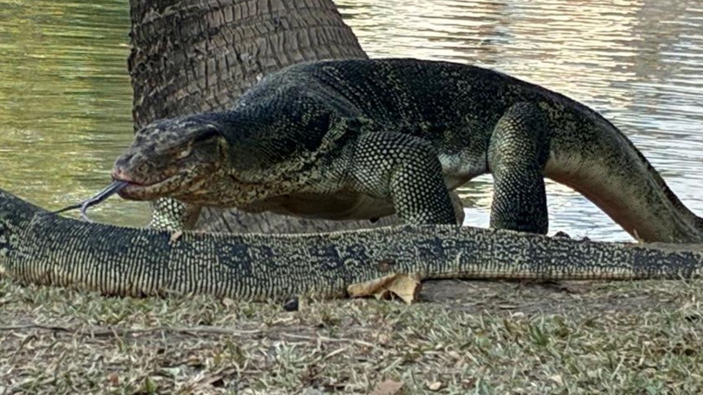 Warane beeindrucken Touristen: Wo Riesenechsen zwischen Wolkenkratzern baden