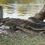 Mehrere Warane im Lumphini-Park in Bangkok