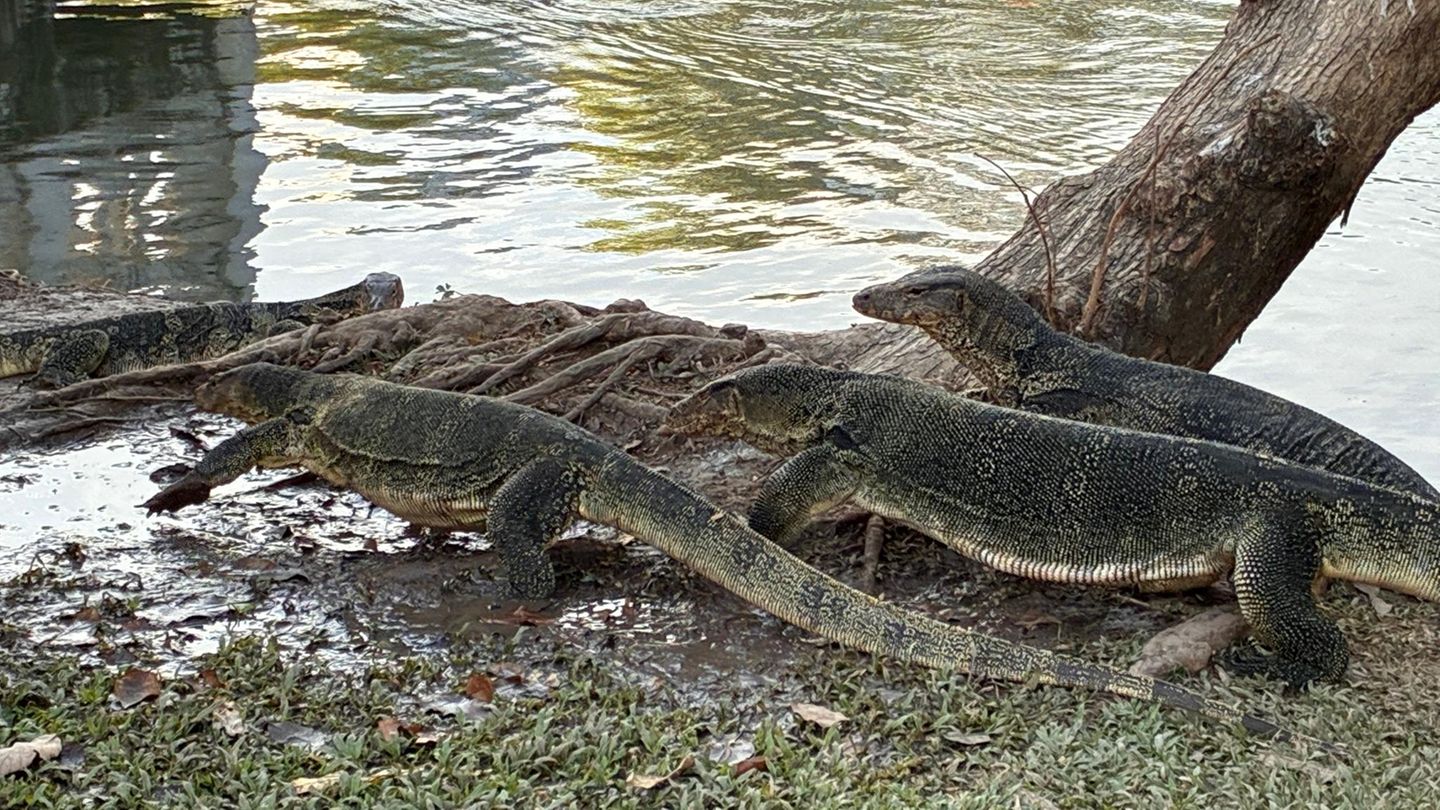 Mehrere Warane im Lumphini-Park in Bangkok