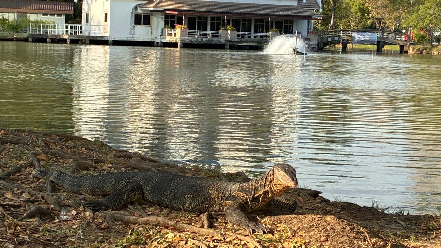 Ein sonnender Waran im Lumphini-Park in Bangkok