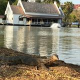 Ein sonnender Waran im Lumphini-Park in Bangkok