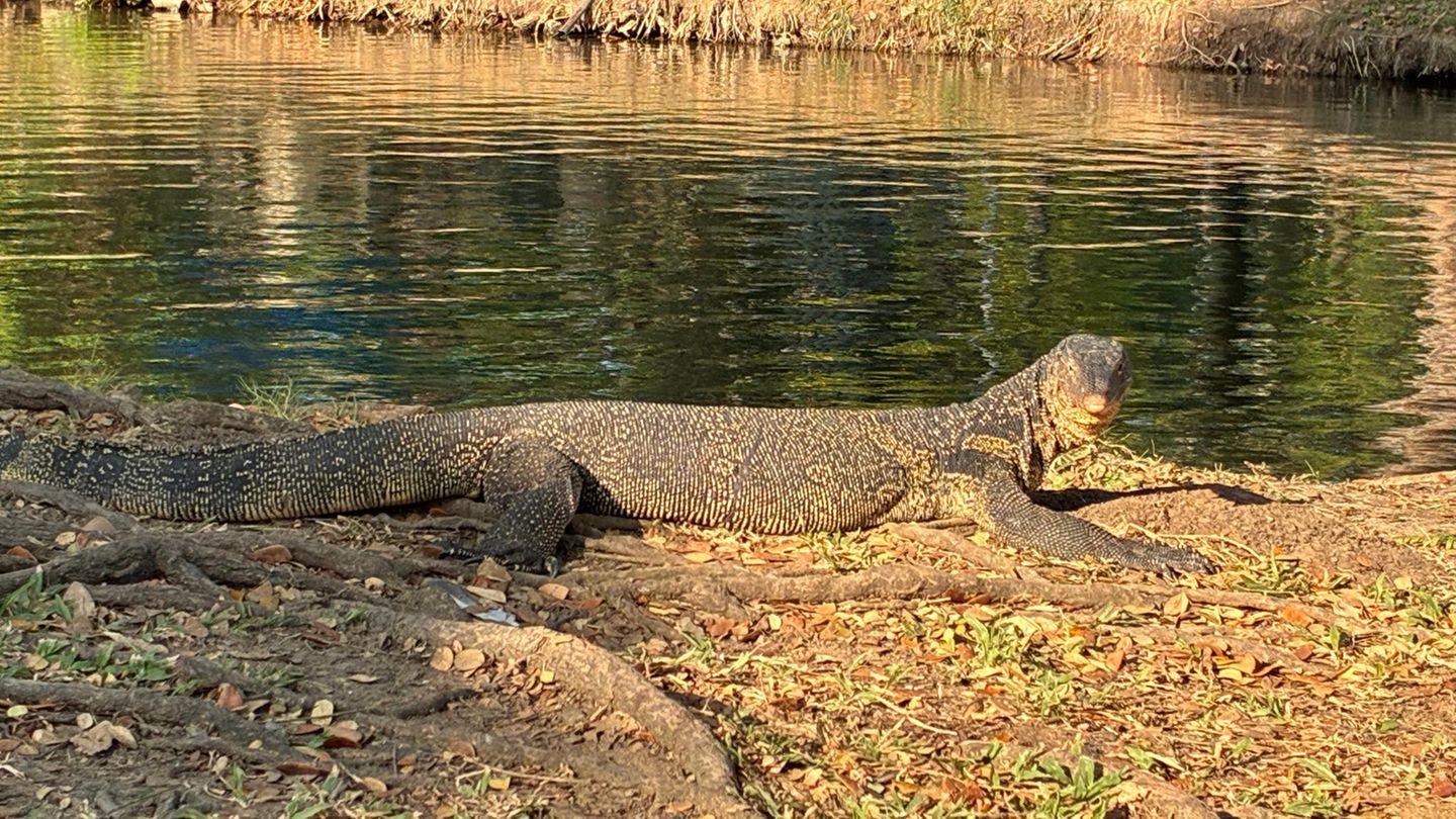 Ein sonnender Waran im Lumphini-Park in Bangkok