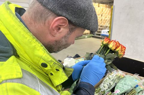 Mitarbeiter des Pflanzenschutzdienstes des Regierungspräsidiums Gießen haben am Frankfurter Flughafen im vergangenen Jahr so vie