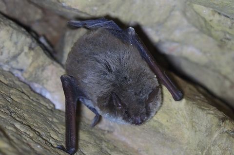 Die Teichfledermaus gehört zu den seltensten Fledermausarten in Sachsen und Deutschland. Foto: Ronny Goldberg/Sachsenforst/dpa