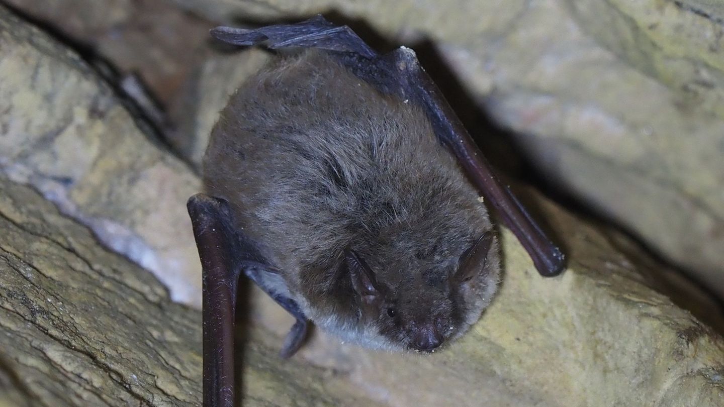 Die Teichfledermaus gehört zu den seltensten Fledermausarten in Sachsen und Deutschland. Foto: Ronny Goldberg/Sachsenforst/dpa