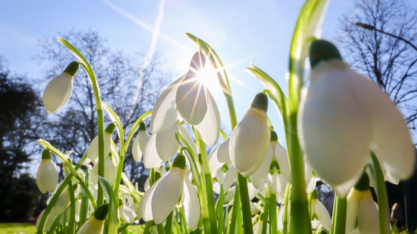 Nach einem kalten Winter zeigen sich an der Alster die ersten Anzeichen des Frühlings. Foto: Christian Charisius/dpa