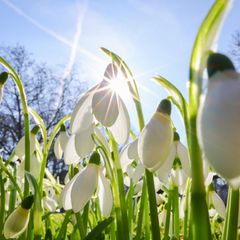 Nach einem kalten Winter zeigen sich an der Alster die ersten Anzeichen des Frühlings. Foto: Christian Charisius/dpa