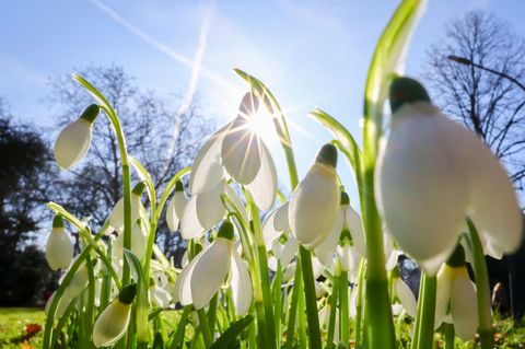 Nach einem kalten Winter zeigen sich an der Alster die ersten Anzeichen des Frühlings. Foto: Christian Charisius/dpa