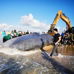 Israel: Bagger schleppt toten Pottwal von Mittelmeerküste ab