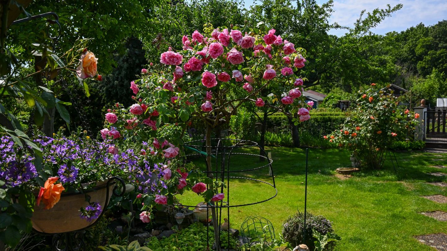 Wertvolle Flächen: Neues Gesetz soll Kleingärten dauerhaft erhalten