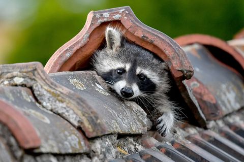 Die Babysaison bei Waschbären beginnt: Wer jetzt nicht vorbeugt, riskiert Lärm, Geruch und Schäden am Haus. (Archivbild) Foto: B