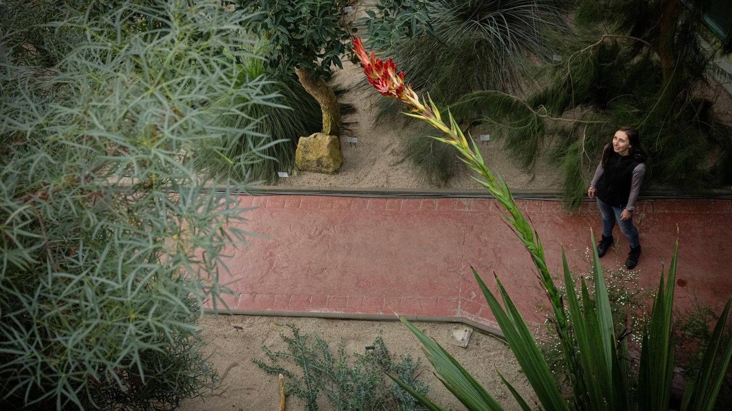 Liberec, Tschechische Republik. Was macht eine seltene Pflanze aus Australien in Osteuropa? Sie blüht wieder. Nach 31 Jahren. Ein Exemplar der Riesenspeerlilie beeindruckt dieser Tage die Besucher des botanischen Gartens der tschechischen Stadt Liberec. Am spektakulären, über zwei Meter hohen Schaft ist eine Blüte erschienen, die rote, trichterförmige Blätter trägt.