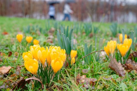 Es ist Frühling in Baden-Württemberg. Foto: Uwe Anspach/dpa
