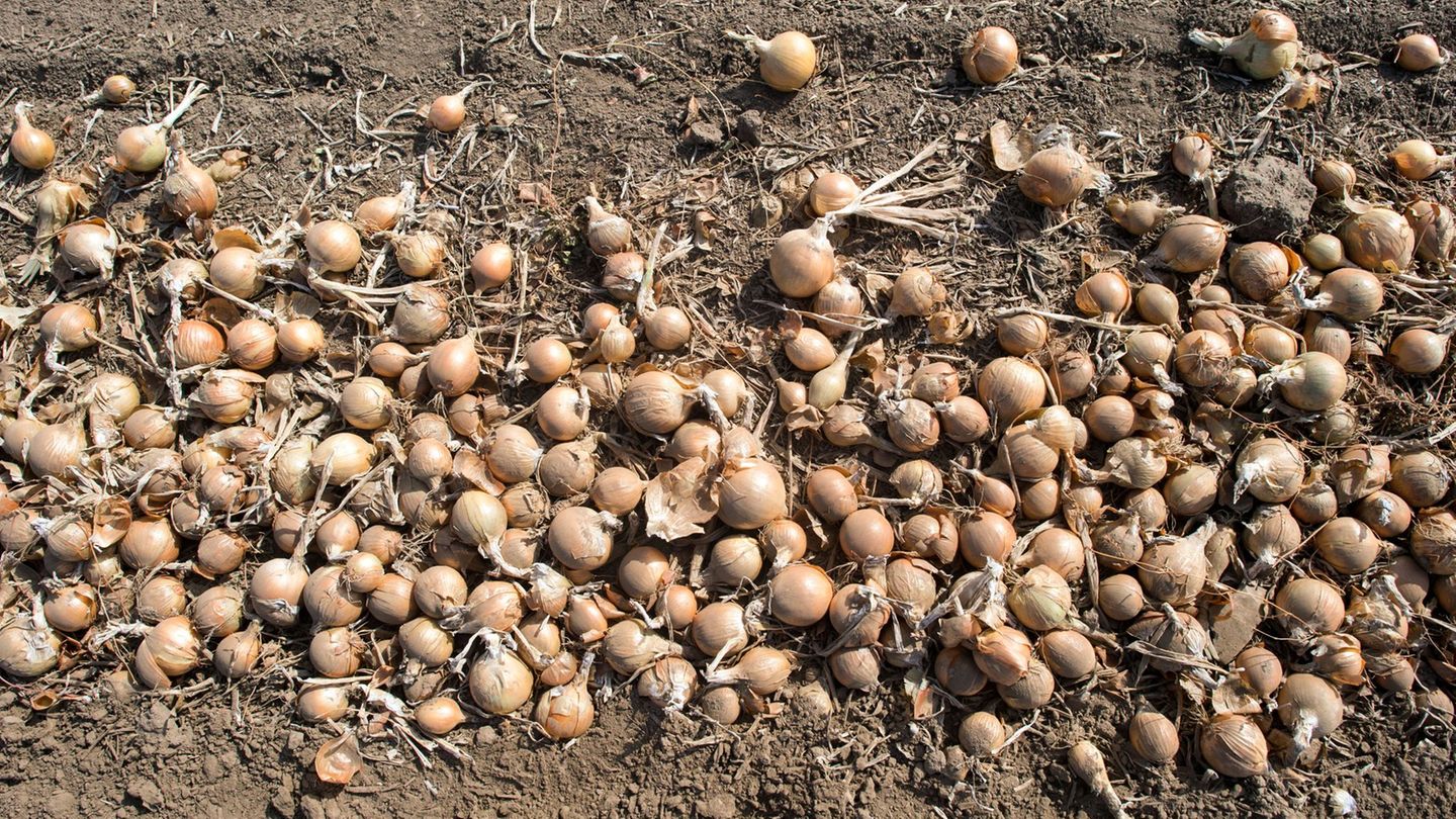 Lebensmittel: Mehr Bio-Gemüse aus heimischem Anbau