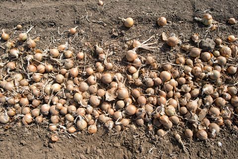 Deutschlands Gemüsebauern haben im vergangenen Jahr so viele Zwiebeln geerntet wie nie seit 1990. (Archivbild) Foto: Klaus-Dietm