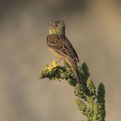 Ende April kehren die Bodenbrüter mit dem olivgrünen Kopf aus ihren Winterquartieren in Afrika nach Bayern zurück. (Handout) Fot
