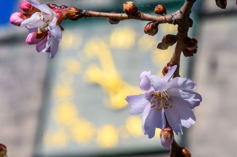 In den nächsten Tagen wird es frühlingshaft. Foto: Hendrik Schmidt/dpa