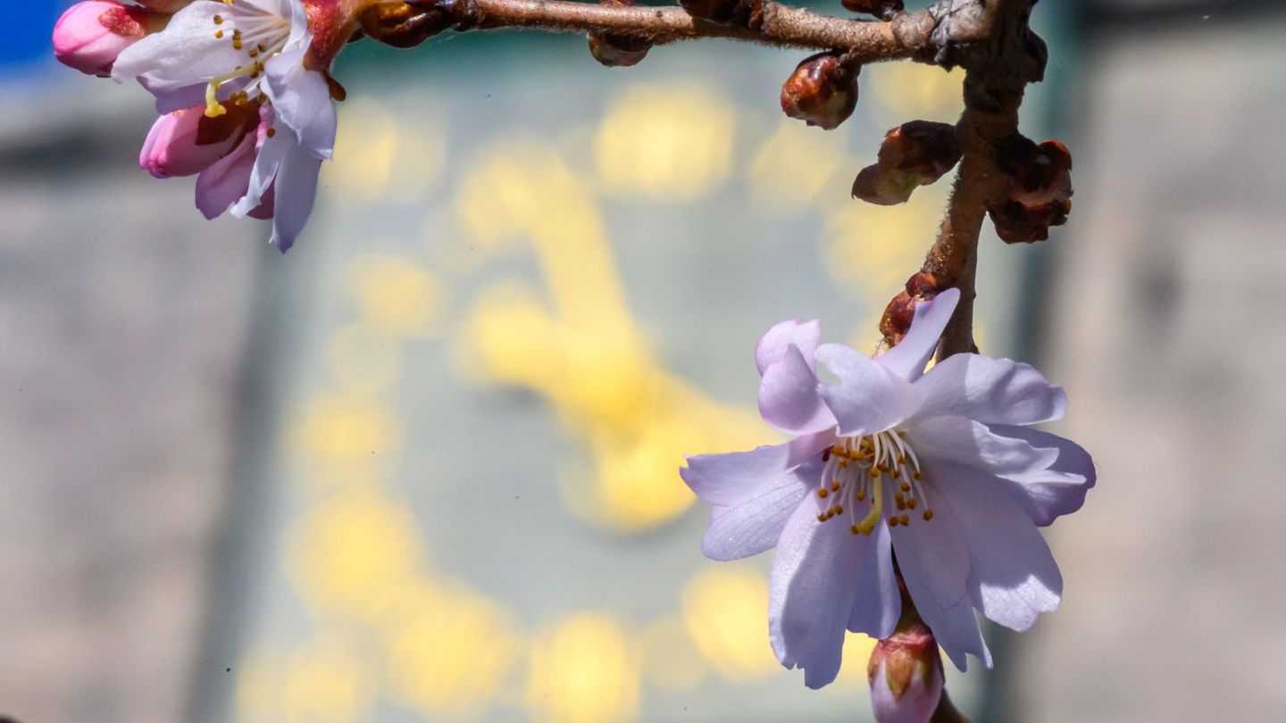 In den nächsten Tagen wird es frühlingshaft. Foto: Hendrik Schmidt/dpa