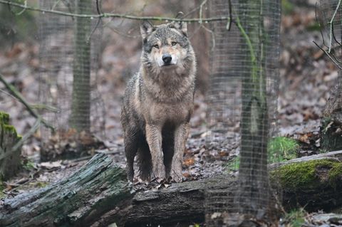 Im Nationalpark versuchen Jäger seit eineinhalb Wochen, einen Wolf zu erlegen. (Archiv) Foto: Bernd Weißbrod/dpa