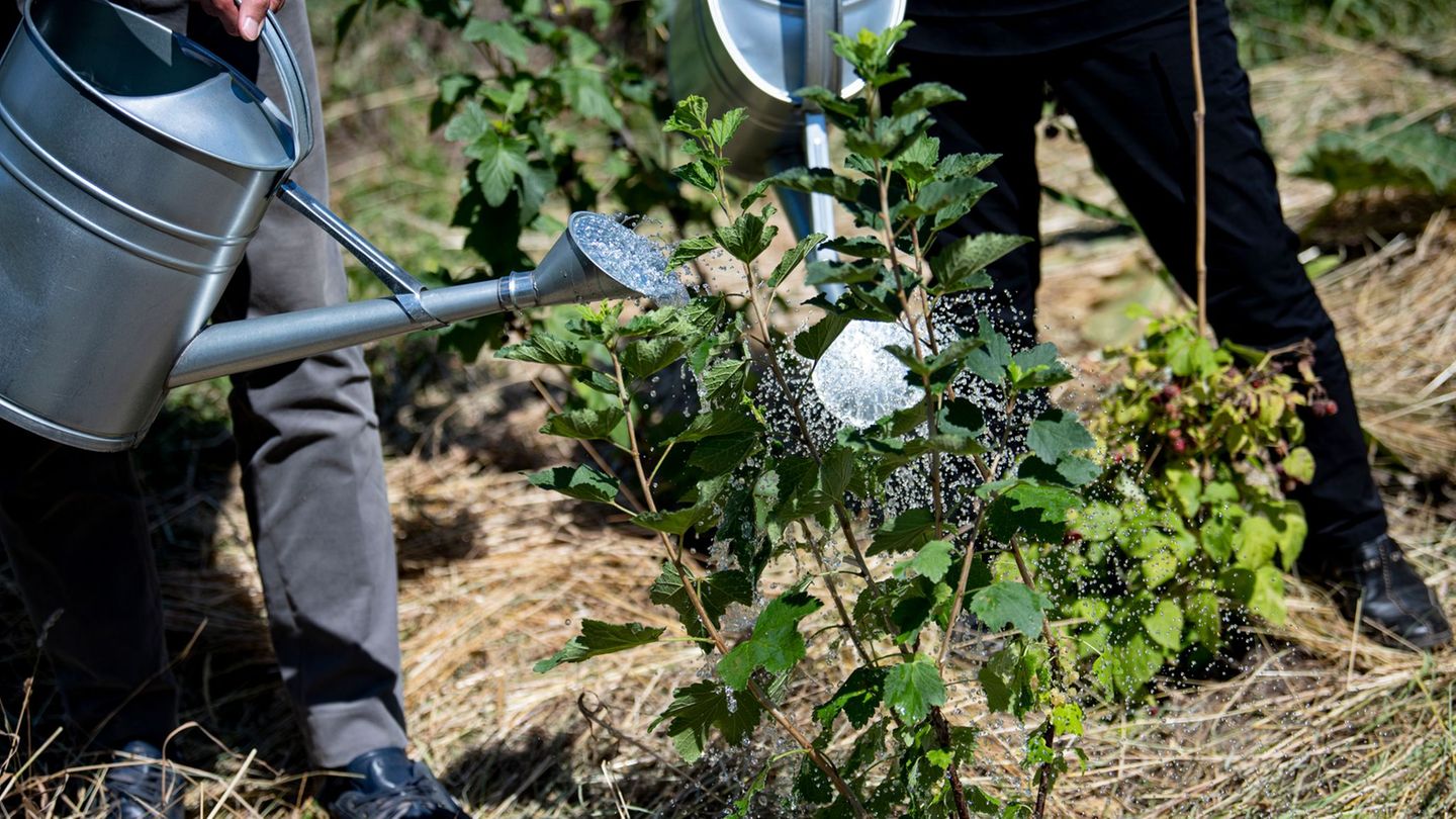 Stadtgrün: Kleingartenverband freut sich über neues Gesetz