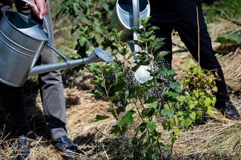 Berliner Kleingärtner pflegen ihre grünen Paradiese mit viel Mühe. (Symbolbild) Foto: Fabian Sommer/dpa