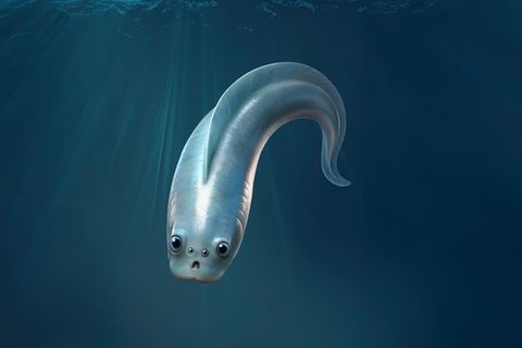 Eine Illustration eines entfernten Verwandten aus der Zeit des Kambriums