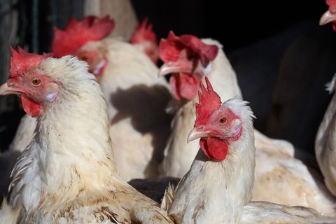 Weitere Vogelgrippefälle in Thüringen - Hühnerhaltungen betroffen (Symbolfoto). Foto: Karl-Josef Hildenbrand/dpa