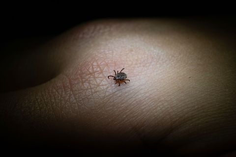 Die FSME-Viren werden hauptsächlich durch Zeckenstiche übertragen. (Archivbild) Foto: Marijan Murat/dpa