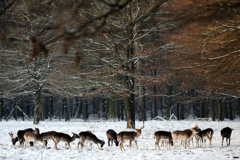 Drei Damwildhirsche haben im Wildpark Klövensteen ein neues Zuhause gefunden. (Symbolbild) Foto: picture alliance / dpa