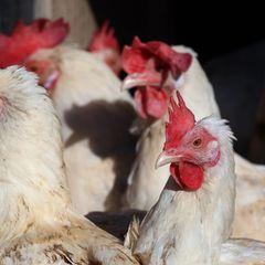 Fast 40.000 Legehennen müssen in einem Betrieb im Landkreis Erding getötet werden (Symbolbild). Foto: Karl-Josef Hildenbrand/dpa