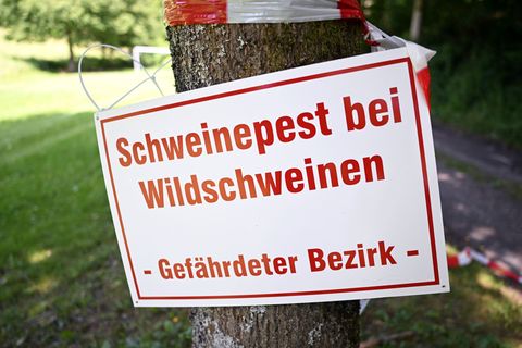 Ein Schild mit der Aufschrift "Schweinepest bei Wildschweinen - Gefährdeter Bezirk" hängt an einem Baum an einem Waldweg. Foto: