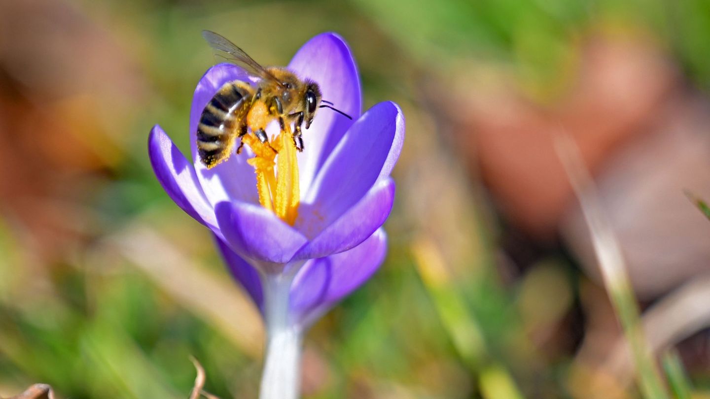 Sonne und blühende Pflanzen gibt es zum Ende des Winters hin schon öfter. Foto: Malin Wunderlich/dpa